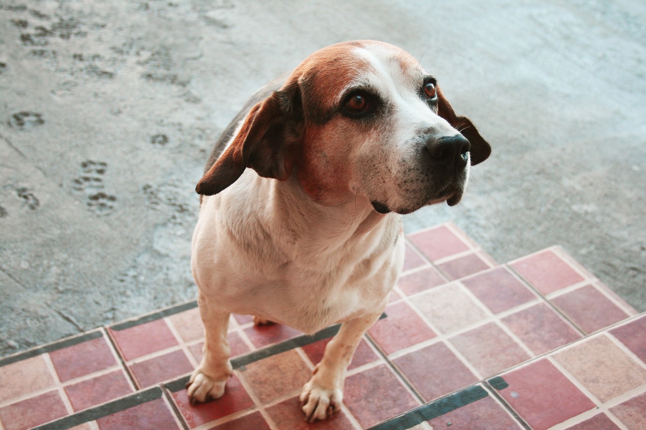 Beagle
