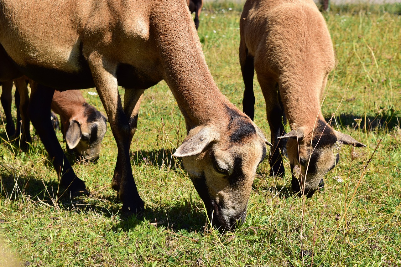 Grecia obliga a sacrificar a 8000 cabras y ovejas por la peste caprina
