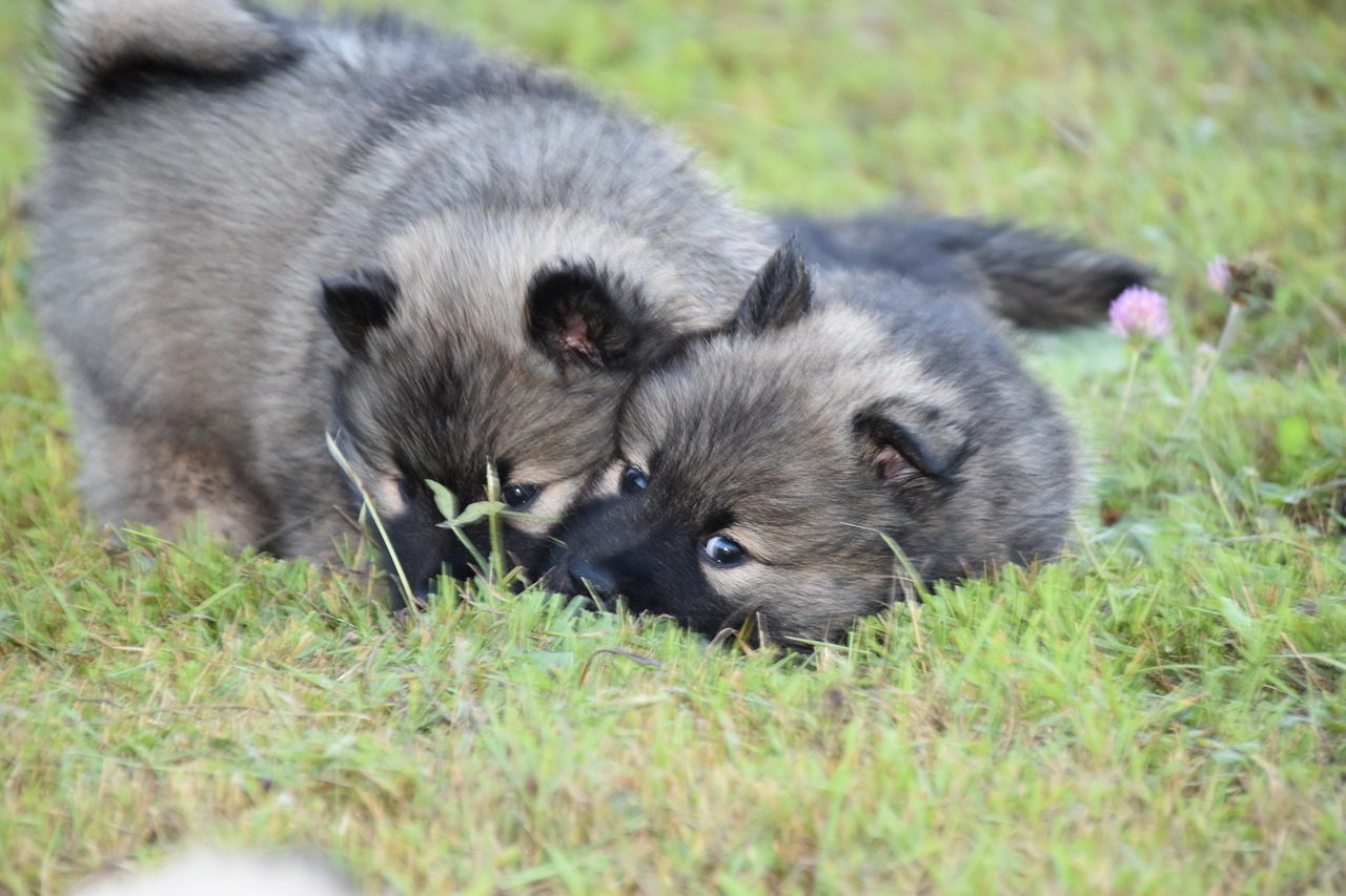 Cachorros de mastín