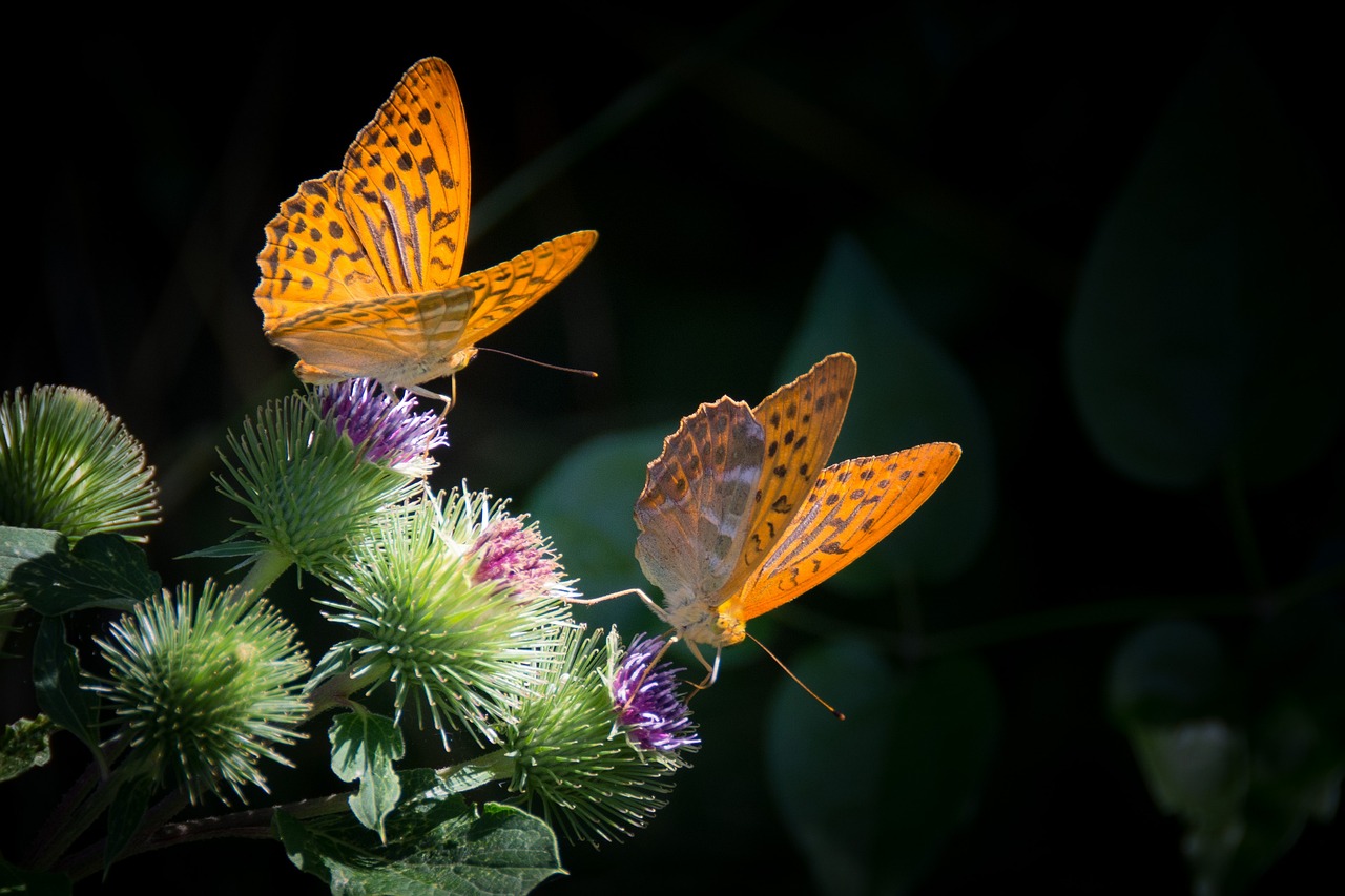 Mariposas de pradera