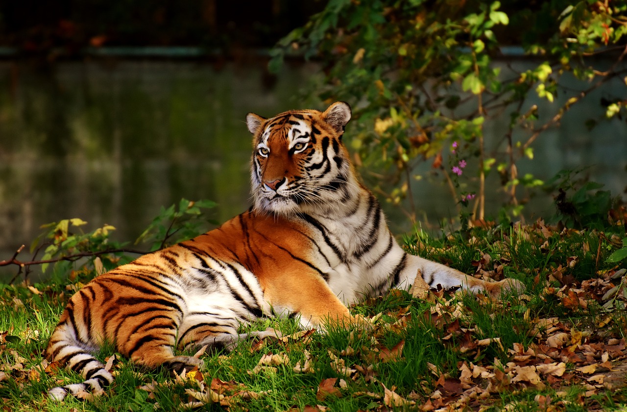 Tigre