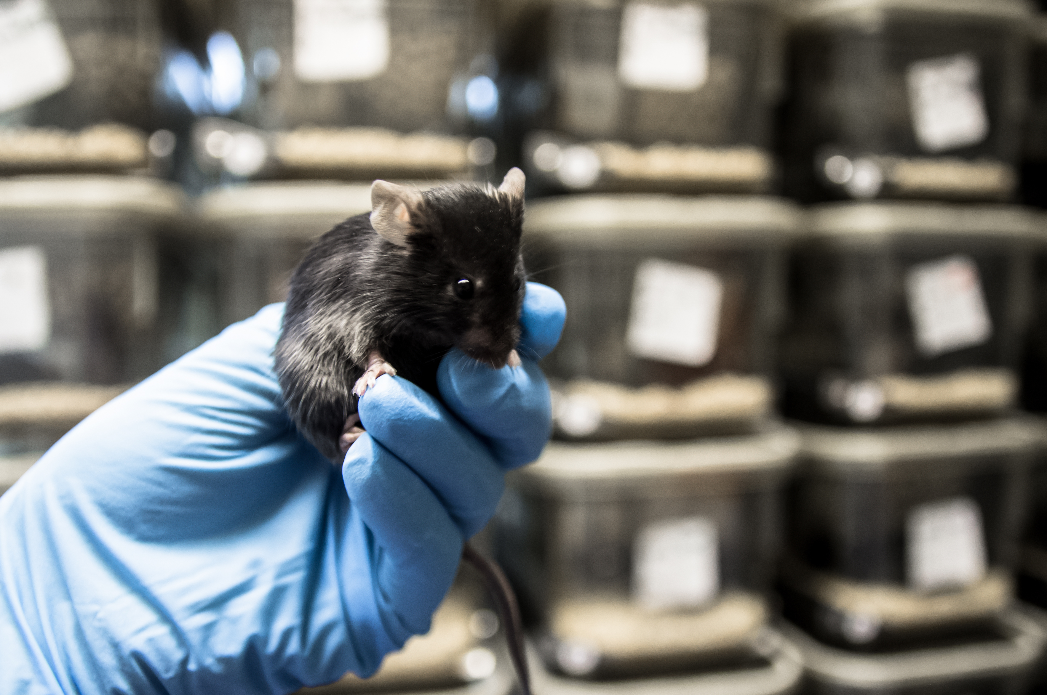 Ratón en laboratorio