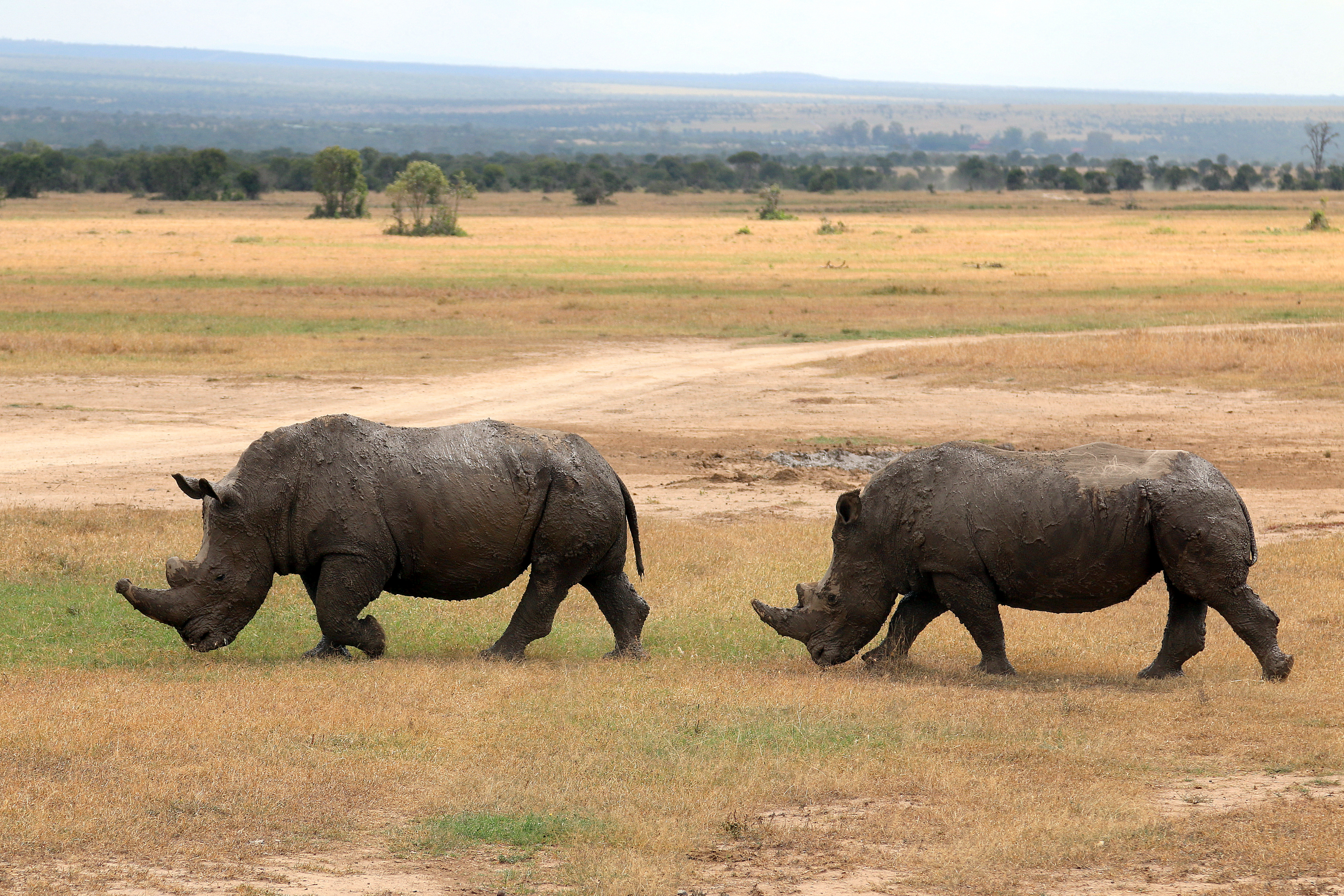 Rinocerontes en África