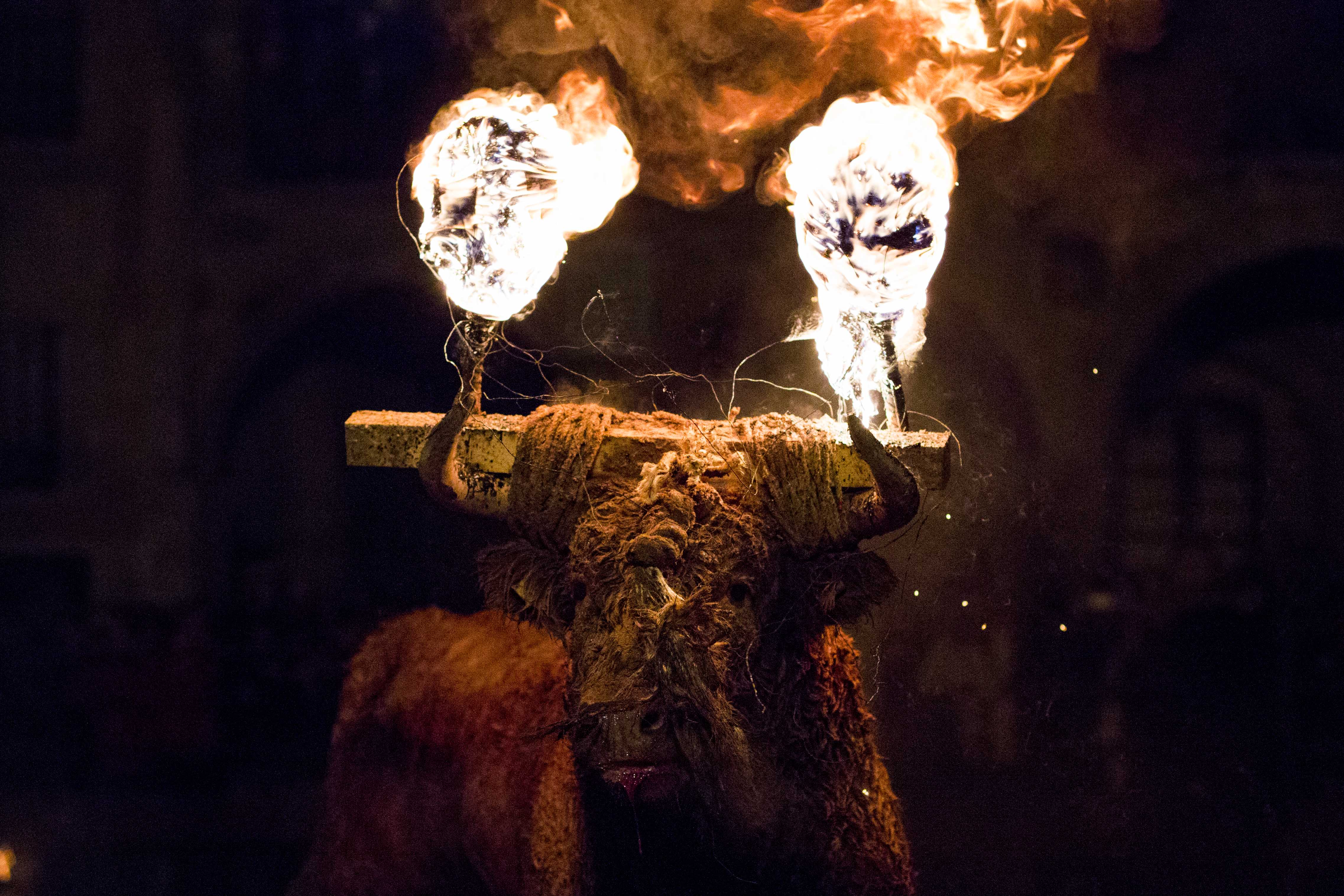 El juzgado admite la ilegalidad del Toro Jubilo de Medinaceli, primer paso para su prohibición