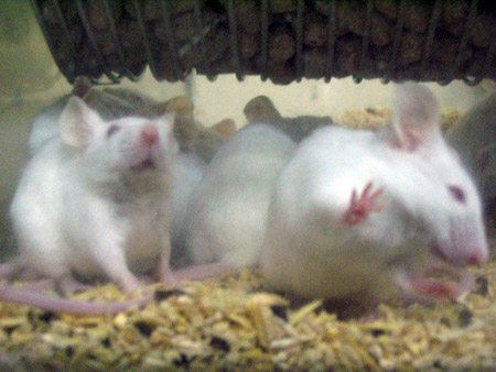 Los laboratorios británicos realizaron 2’6 millones de ensayos con animales en 2023