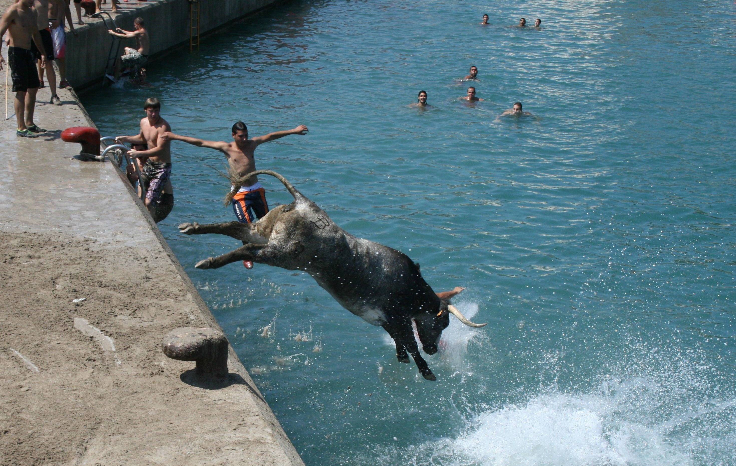 Bous a la mar en Jávea