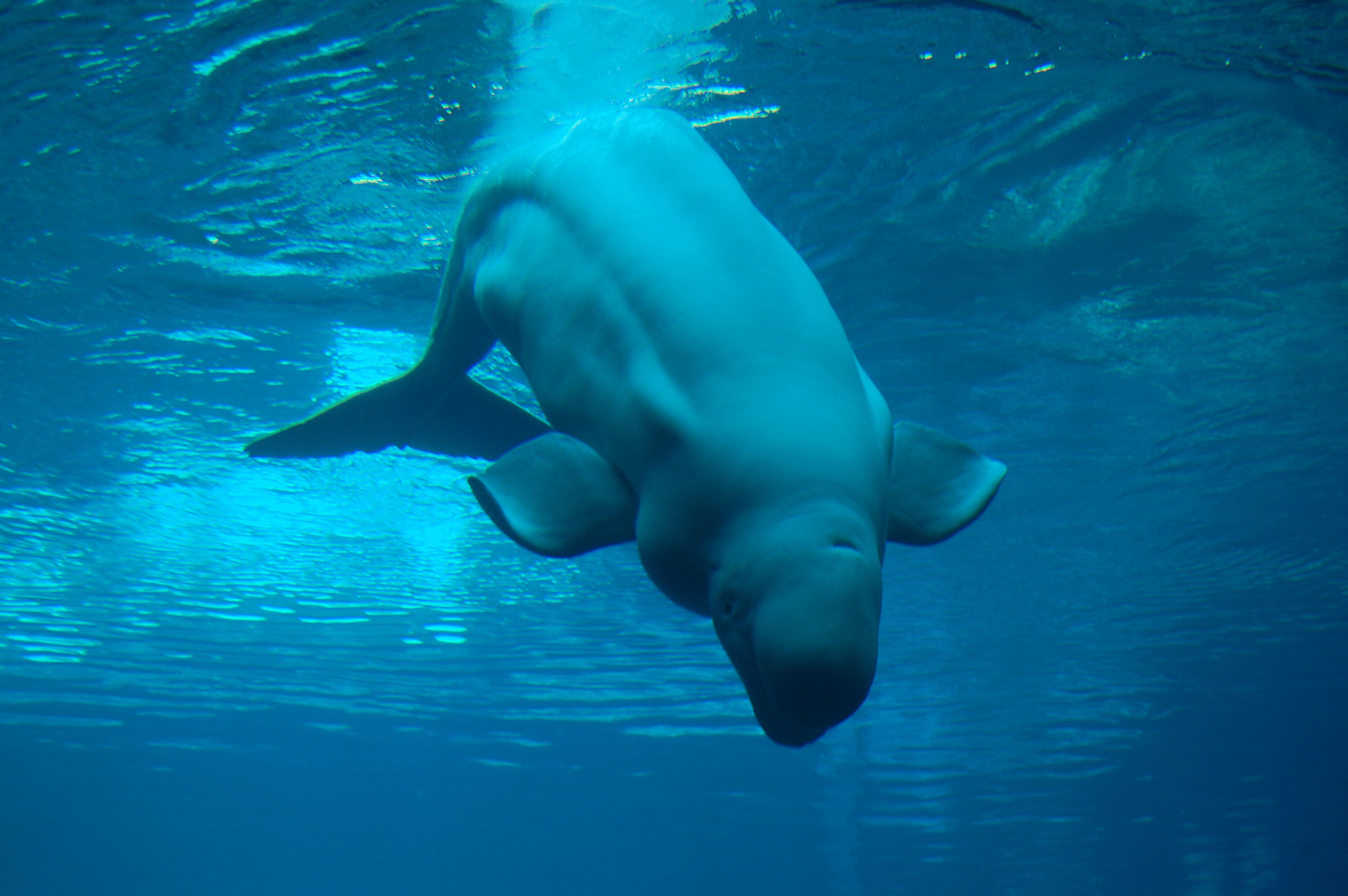 ¿Qué ha pasado con Hvaldimir? La beluga presuntamente tiroteada por ser considerada «espía rusa»