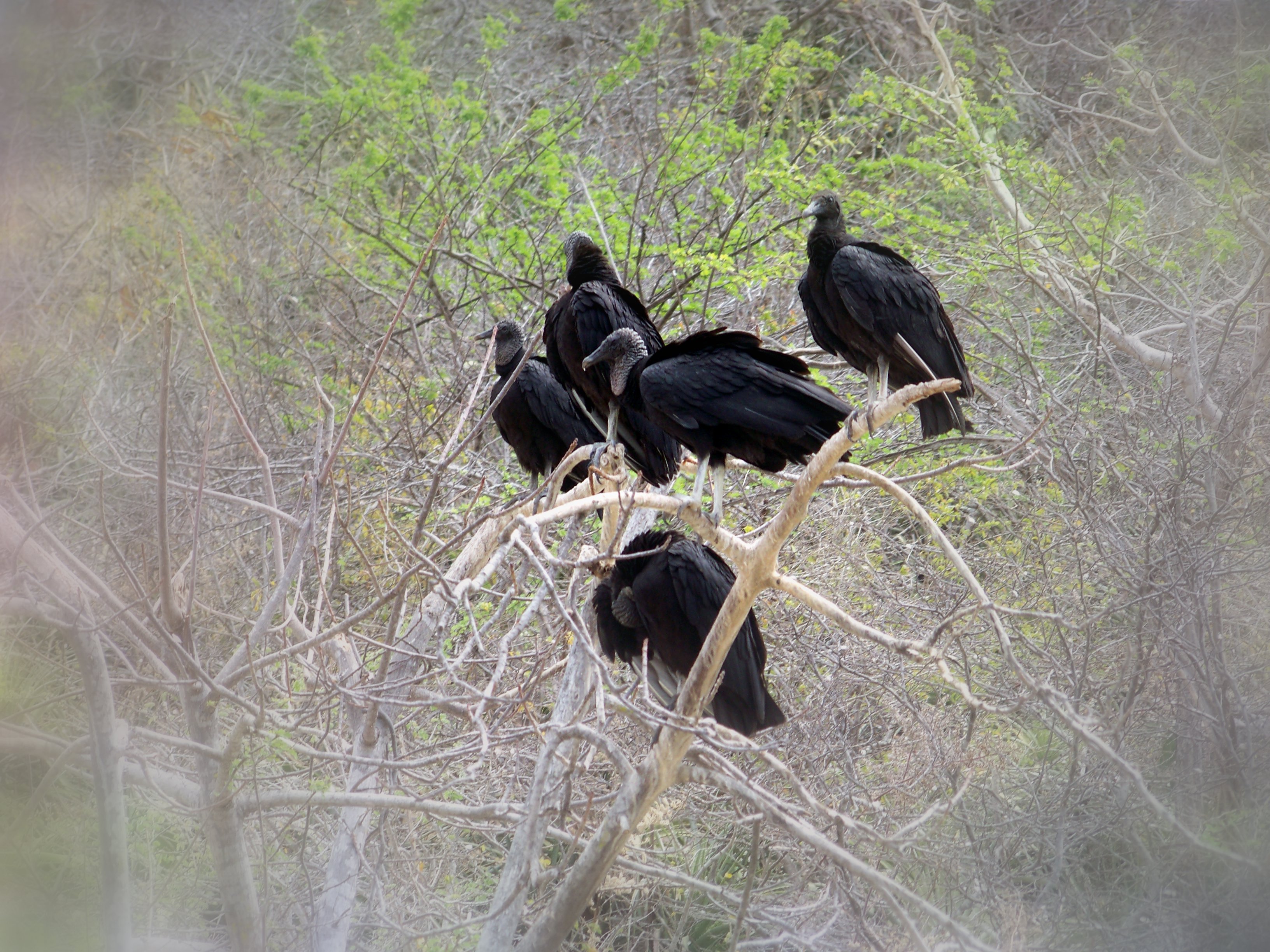 Récord de nacimientos de buitres negros en el Parque Nacional de Cabañeros