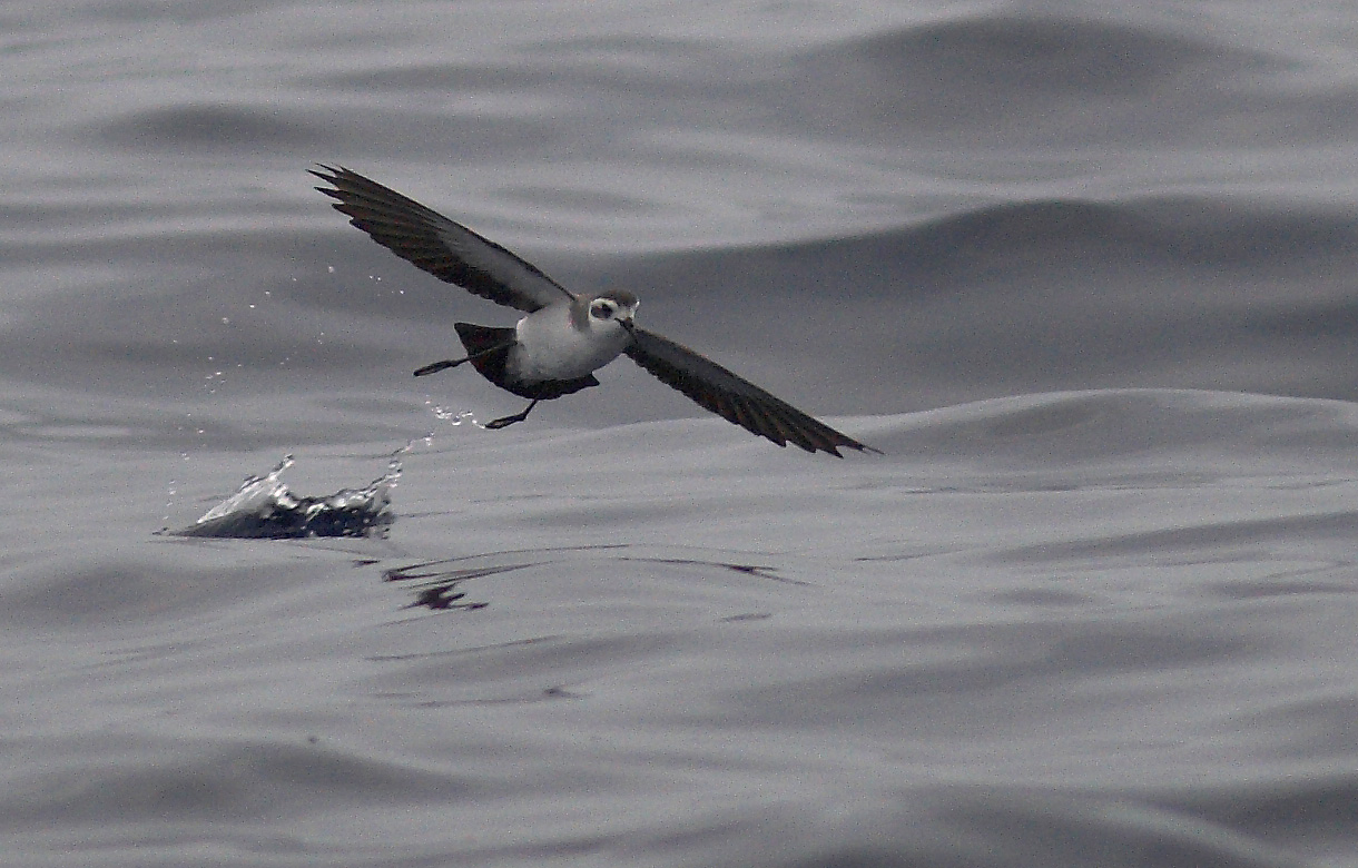 Petrel freira, un ave endémica de Madeira amenazada por los incendios de agosto