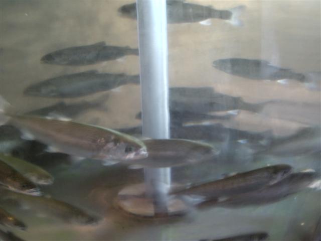 Peces en piscifactoría