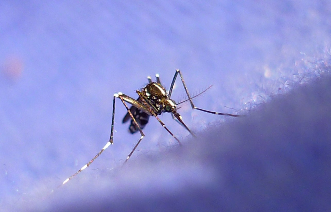 Aves insectívoras como alternativa a las nocivas e ineficaces fumigaciones contra el mosquito tigre