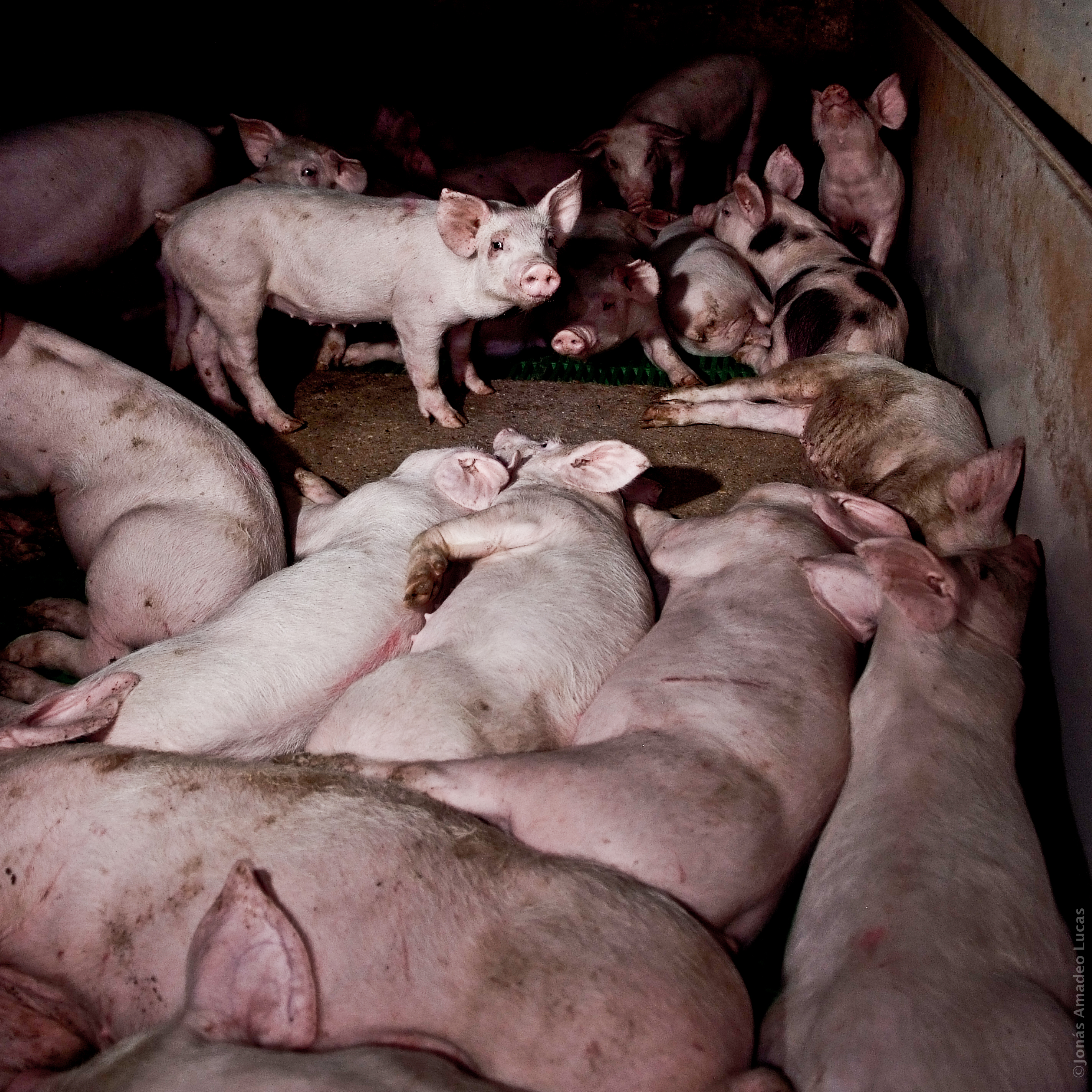 Un nuevo escándalo en un matadero de «bienestar animal» inglés muestra la violencia inherente al sistema ganadero