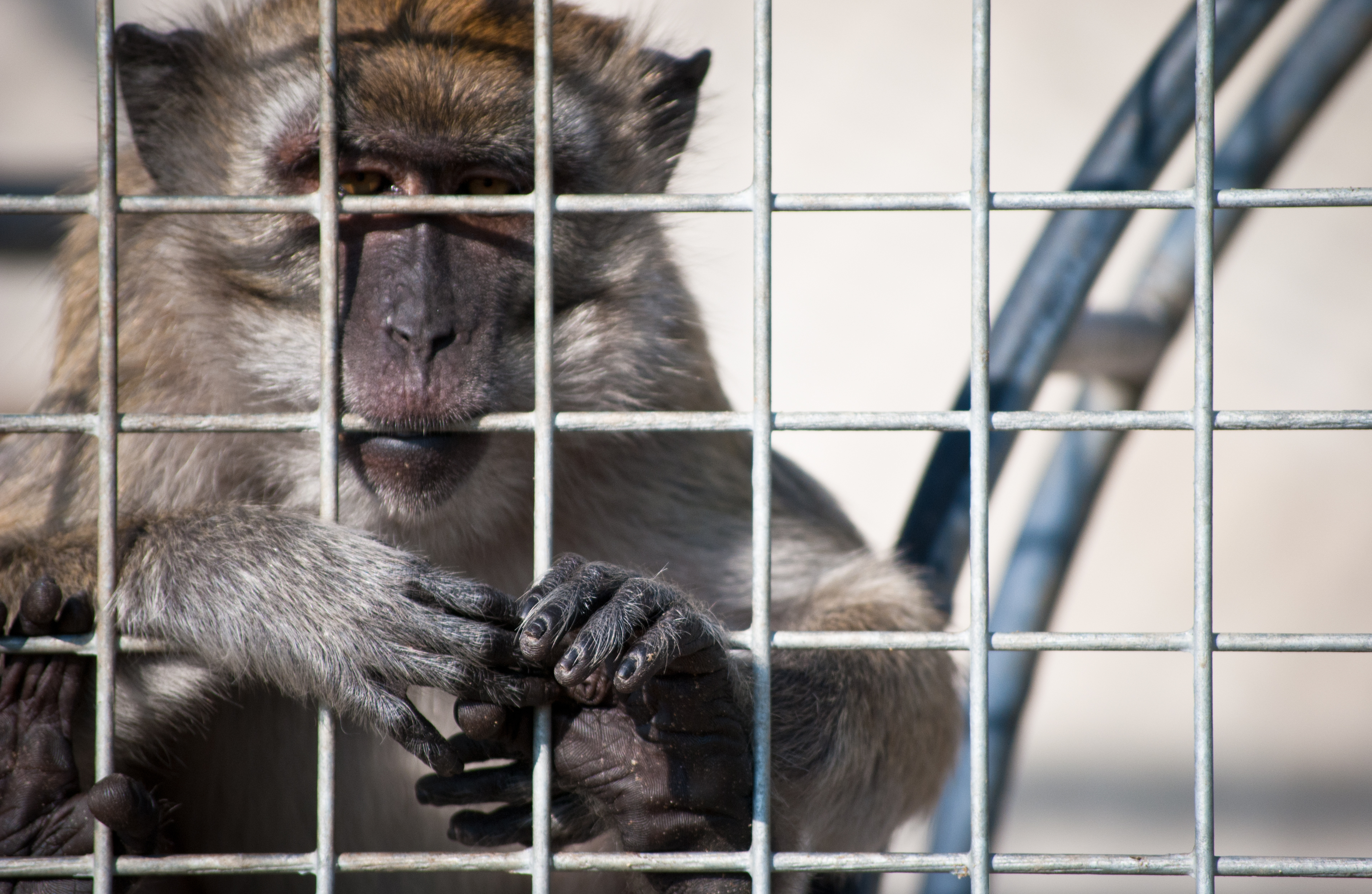 La Universidad de Washington detiene un cruel ensayo con animales tras una grave infracción del protocolo