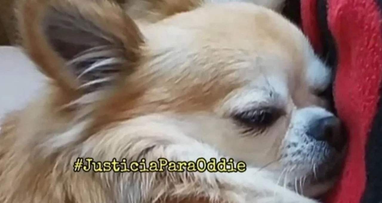 Juicio por la muerte violenta de un perro en presencia de una niña en Jerez de la Frontera