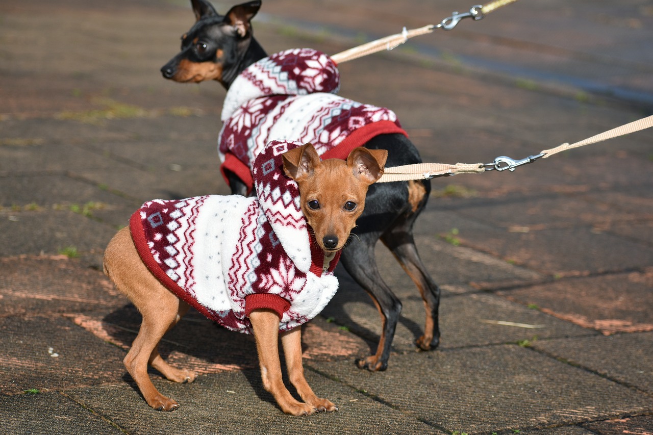 Perros vestidos