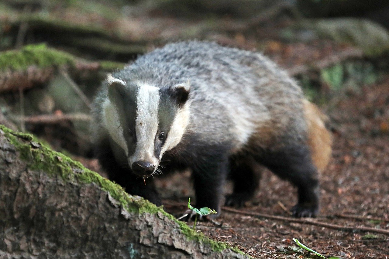 Brian May protagoniza un documental contra las cacerías de tejones que ha llevado a los ganaderos a presentar una queja ante la BBC