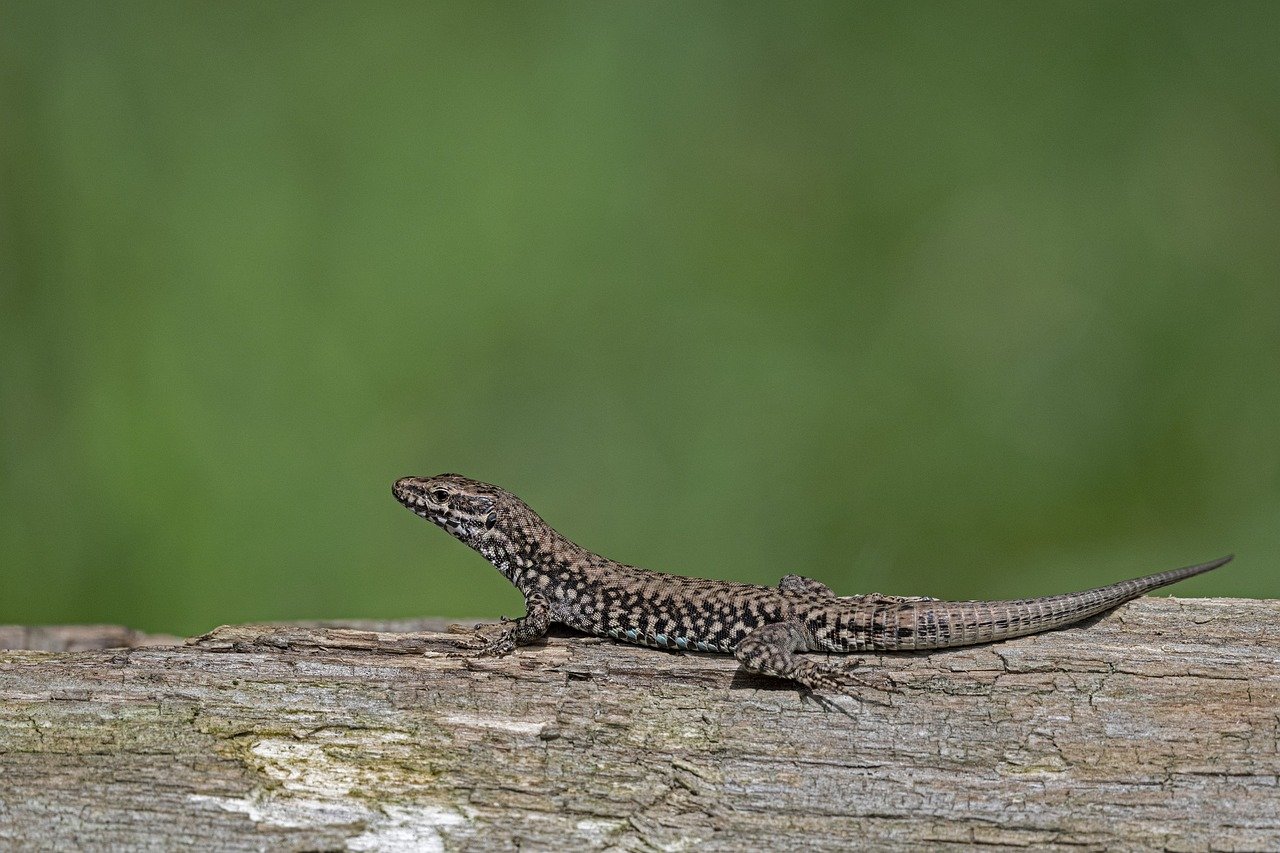 Ibiza instala 30 refugios lagartijas mientras pretende capturar serpientes con trampas