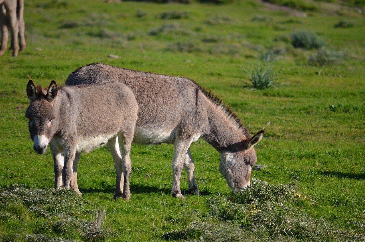 Más de una decena de organizaciones instan a Nueva York a prohibir la venta de piel de burro