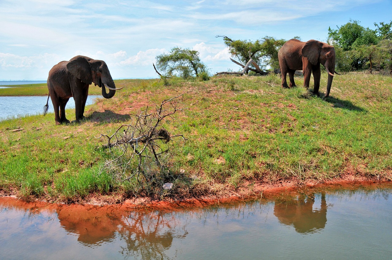 Elefantes en Zimbabue