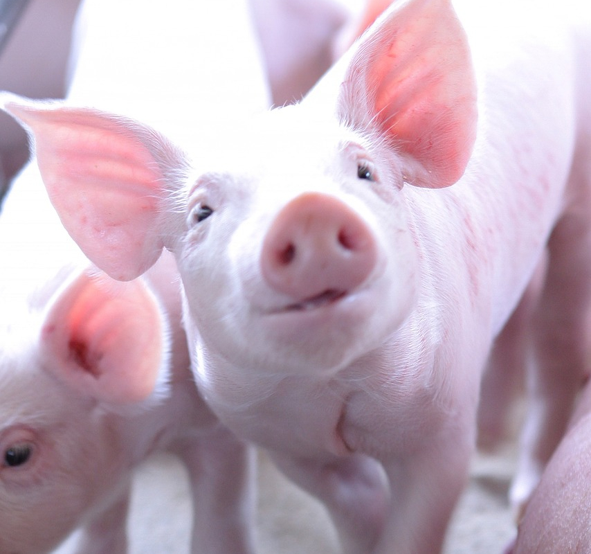 Un incendio acaba con la vida de 1600 cerdos en una granja de Canadá