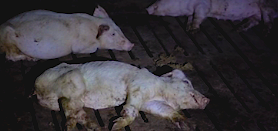 Anulada la sentencia que absolvía a los dueños de la granja de ‘Salvados’