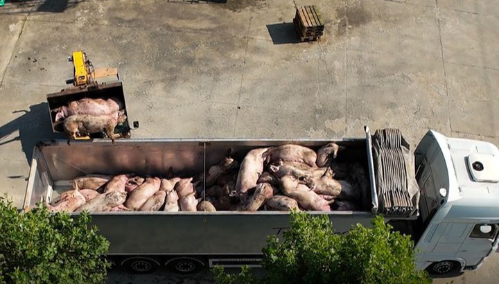 La peste porcina africana sigue expandiéndose por Italia, un año después de la matanza de los cerdos del santuario Cuori Liberi