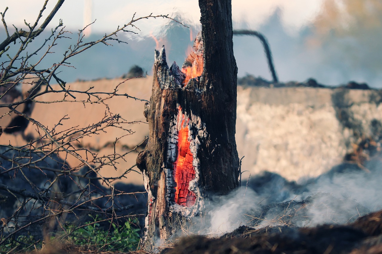«Los incendios se apagan en tu plato»: Rebeldes Indignadas desmonta los bulos del lobby ganadero