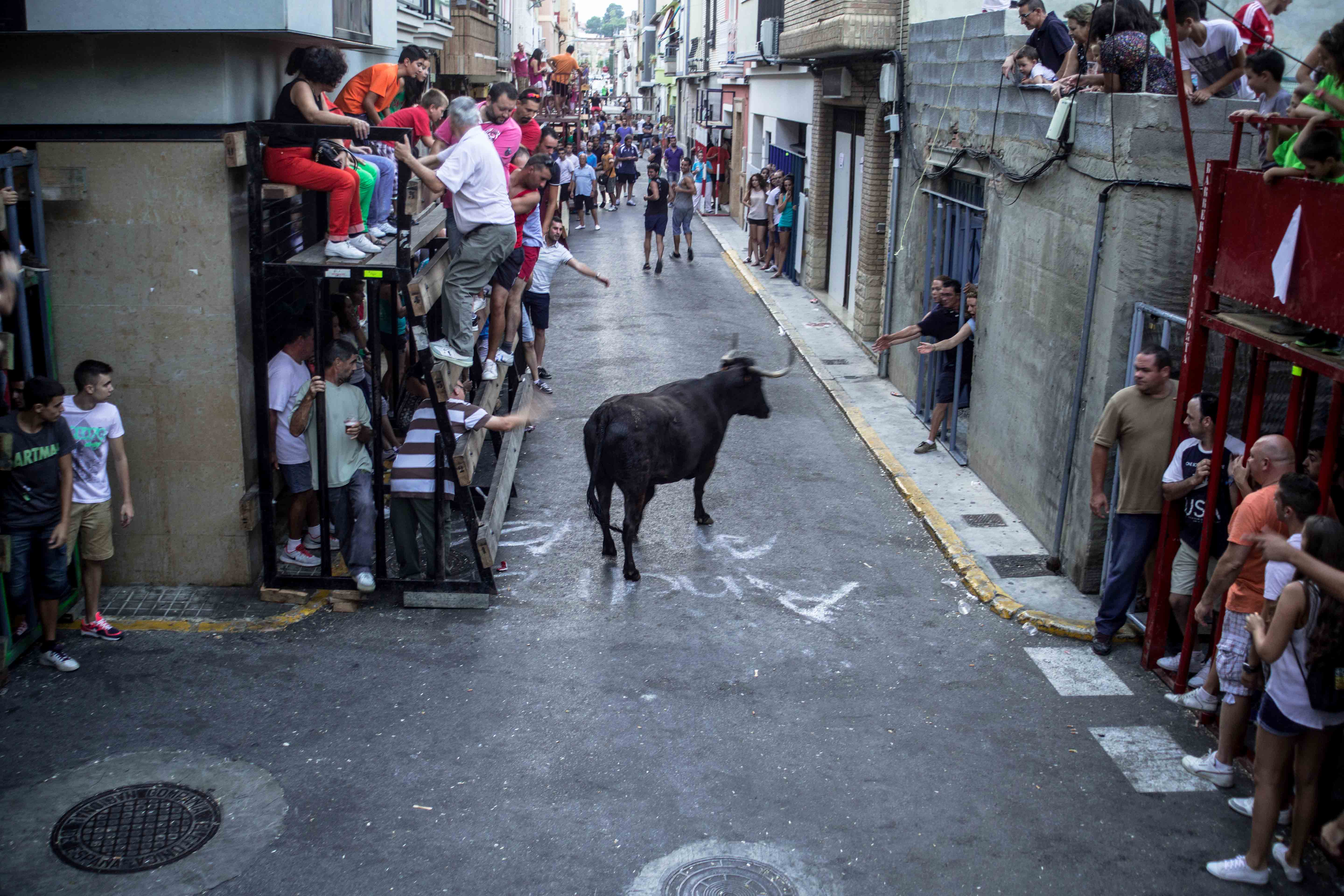 Muere una mujer tras ser embestida por una vaca en los bous al carrer de Enguera (Valencia)