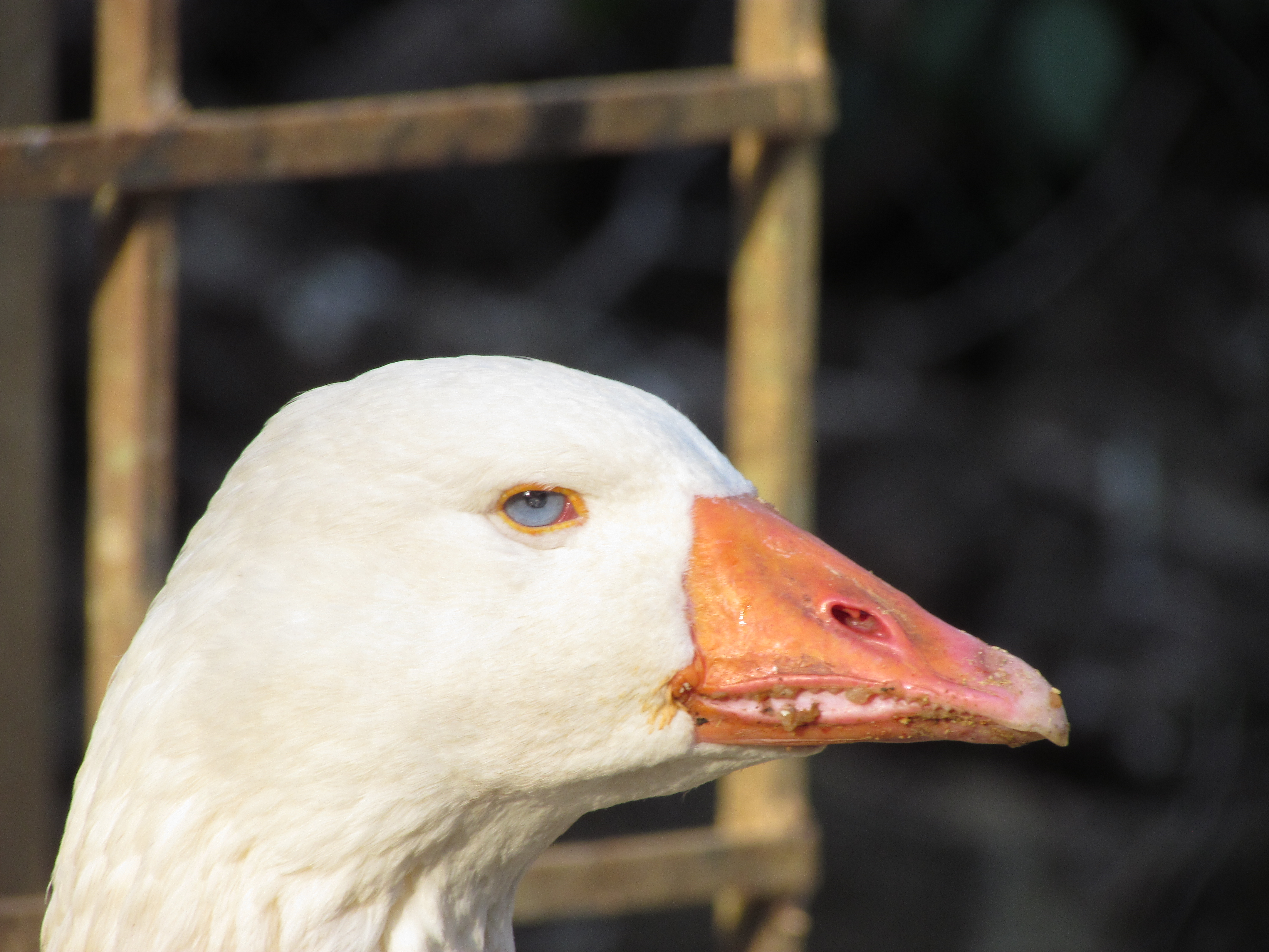 Sumar pregunta al Gobierno si prohibirá la alimentación forzada para la producción de foie gras