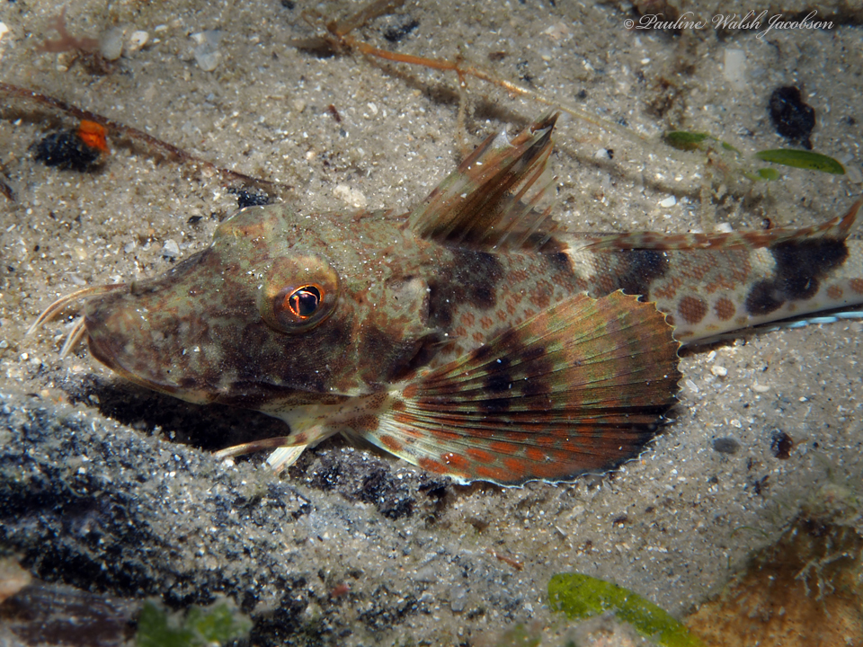 Un estudio arroja luz sobre el petirrojo marino, un pez con piernas y alas