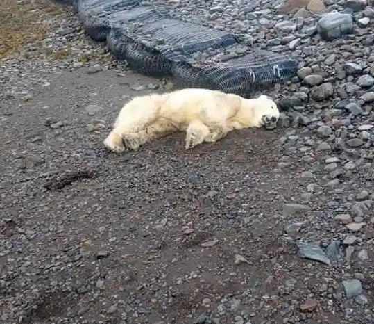 La policía islandesa abate a tiros a un oso polar sano tras ser avistado en la costa