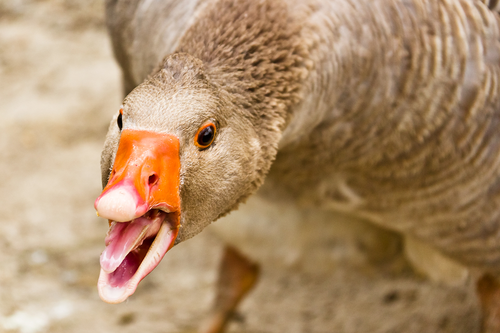 Producción de foie gras