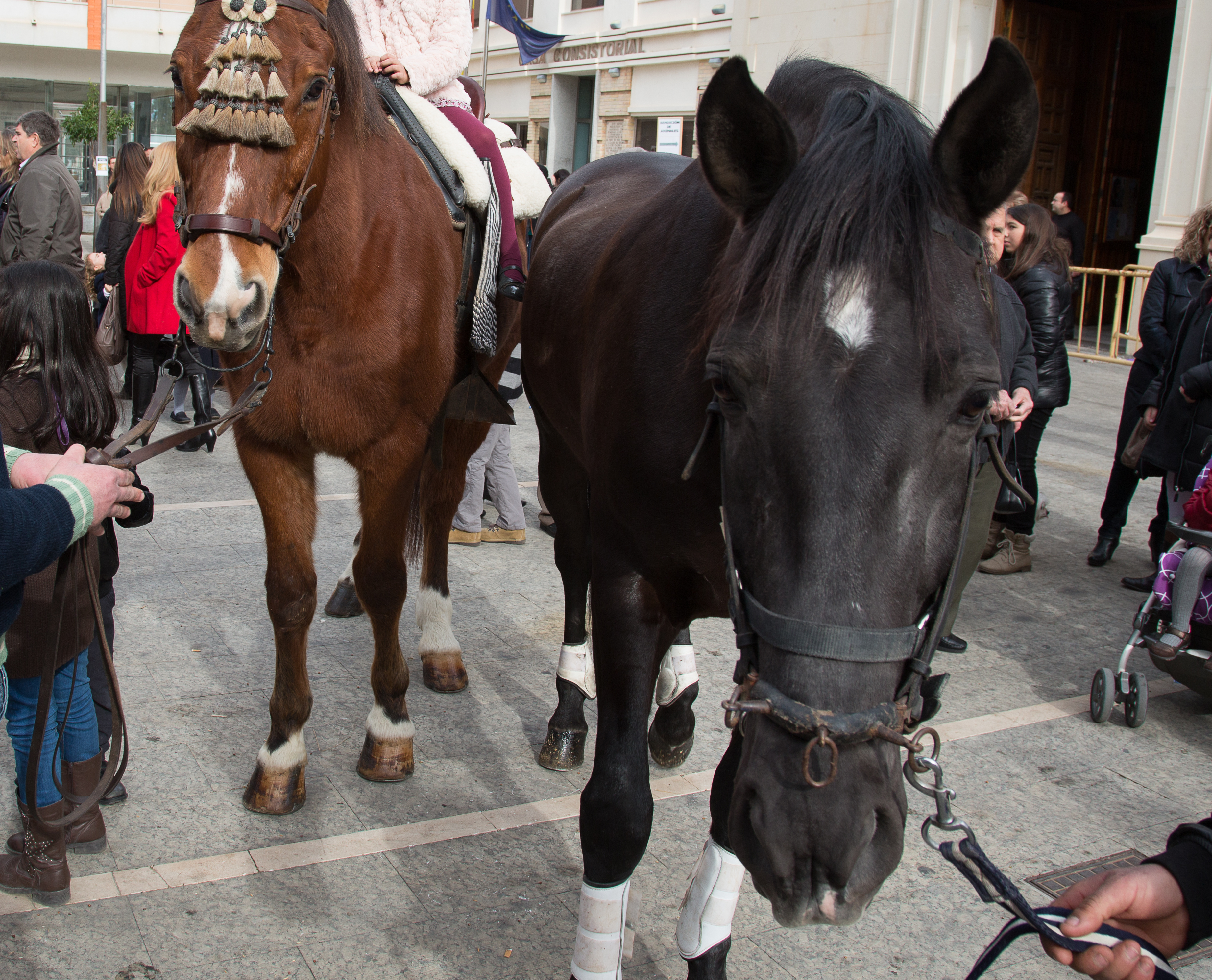 Caballos el día de San Antón