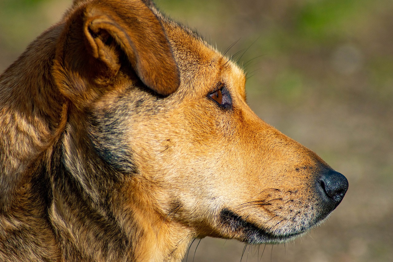 Corea del Sur compensará a los criadores de perros por su carne tras su prohibición