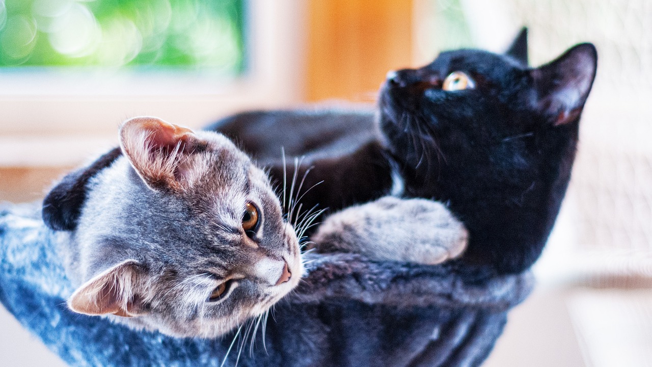 Rebajar el IVA veterinario, un deber para los presupuestos de 2025