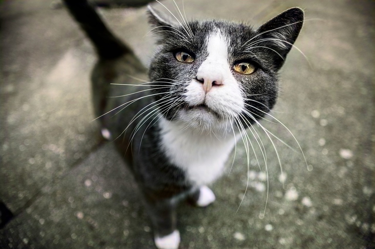 Asociaciones y gestoras de colonias felinas se concentran este lunes en Madrid en defensa de los gatos de Canarias