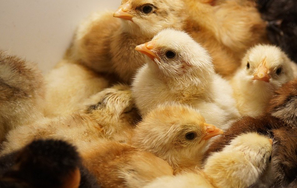 Pollitos en incubadora