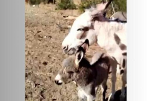 Convocan una concentración por el burrito Lolo en Valdemorillo el próximo 6 de octubre