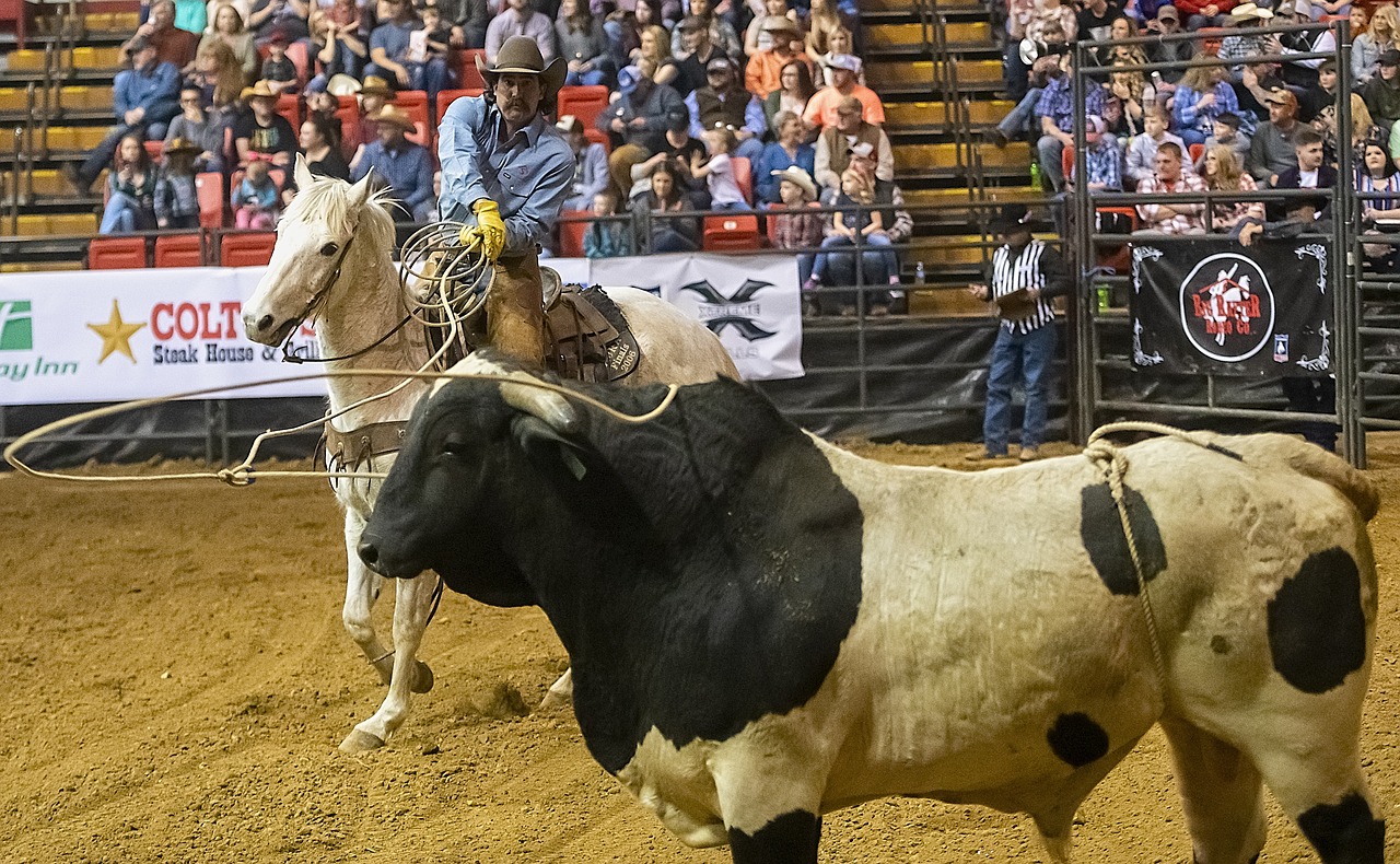 Capturados ocho toros que escaparon de un rodeo al sur de Boston