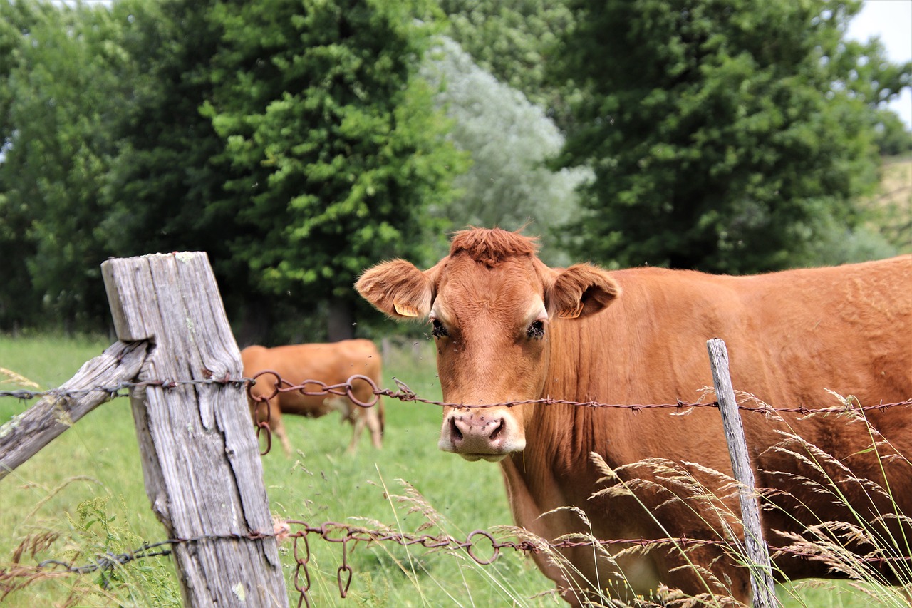 Impacto medioambiental de la carne de vacuno