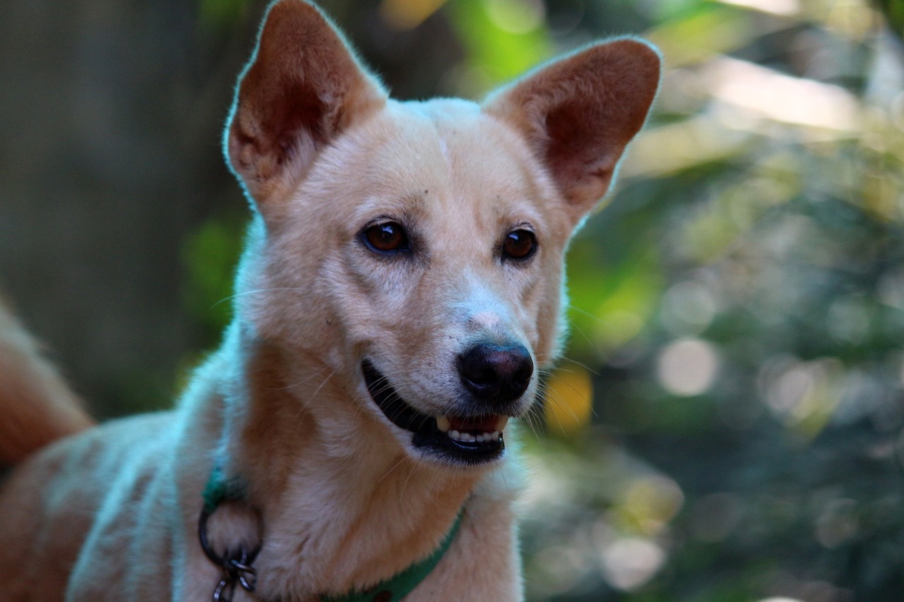 Expertos definen las lagunas de la protección de los perros y gatos en la Unión Europea