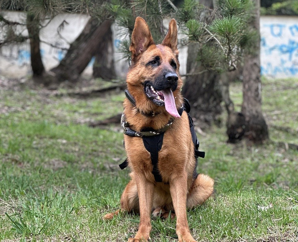 PETA pide a la Policía de Londres que deje de utilizar perros