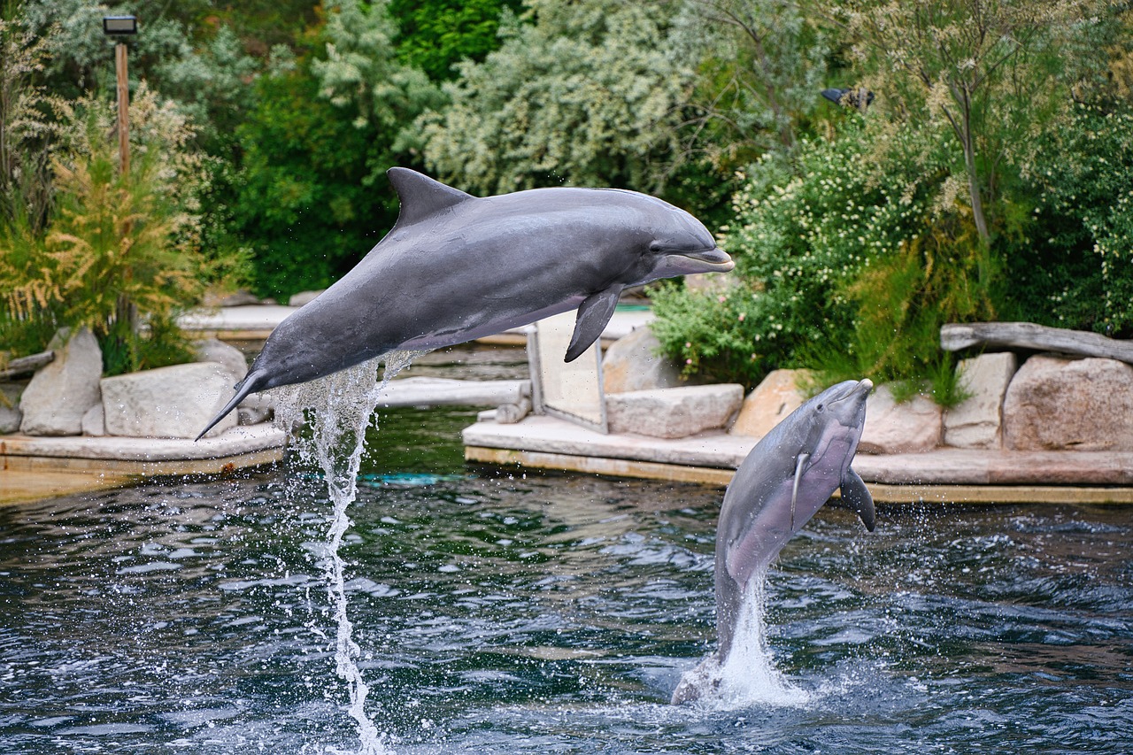 Delfines de Disney