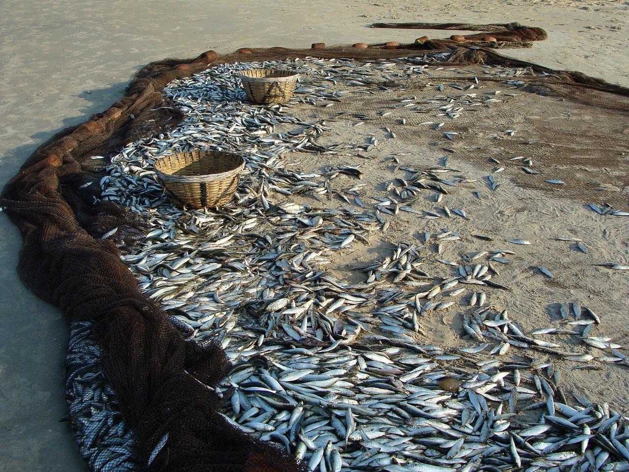 Pesca de sardinas