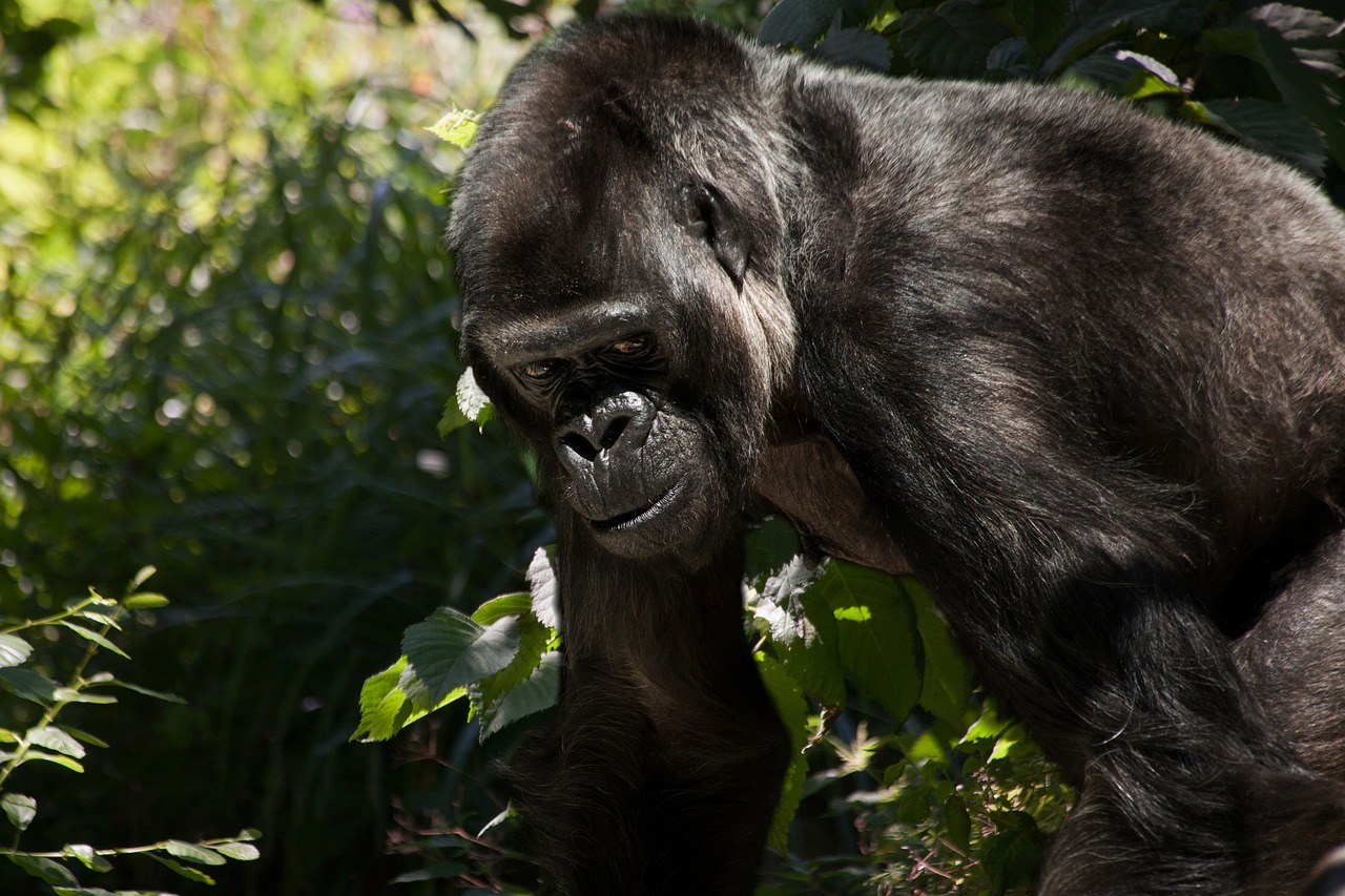La deforestación, la caza y la minería: tres amenazas que llevan a los gorilas a luchar contra la extinción
