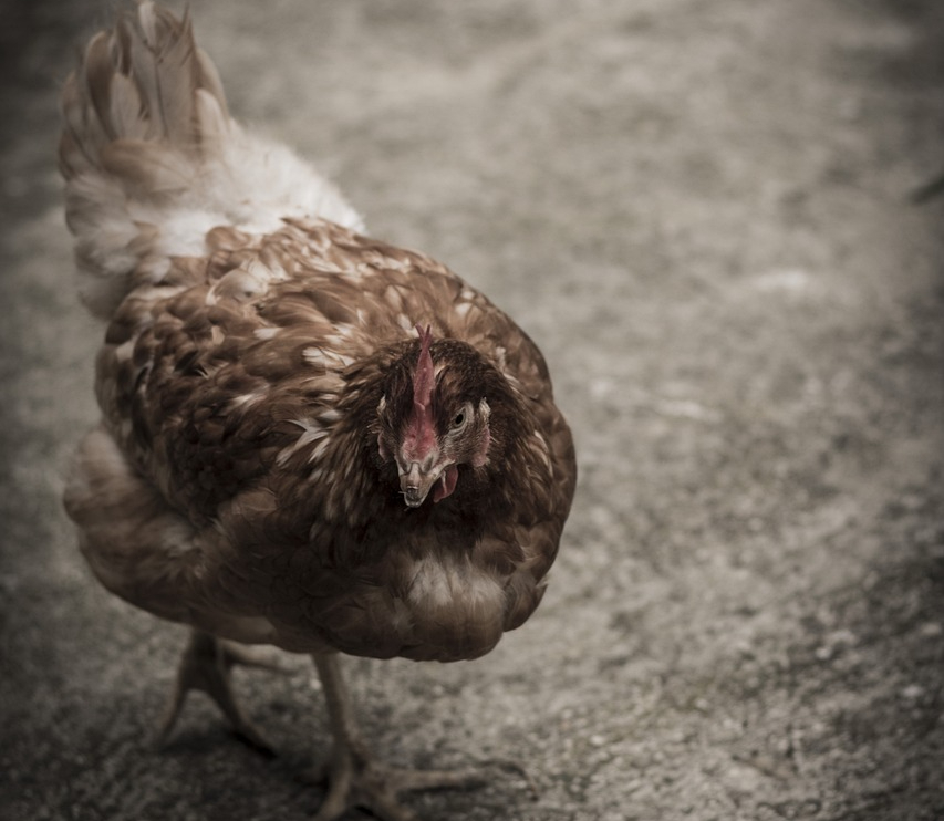 Gallinas en India