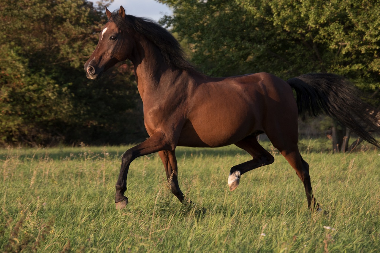Un caballo es abandonado al mes en Alzira (Valencia)