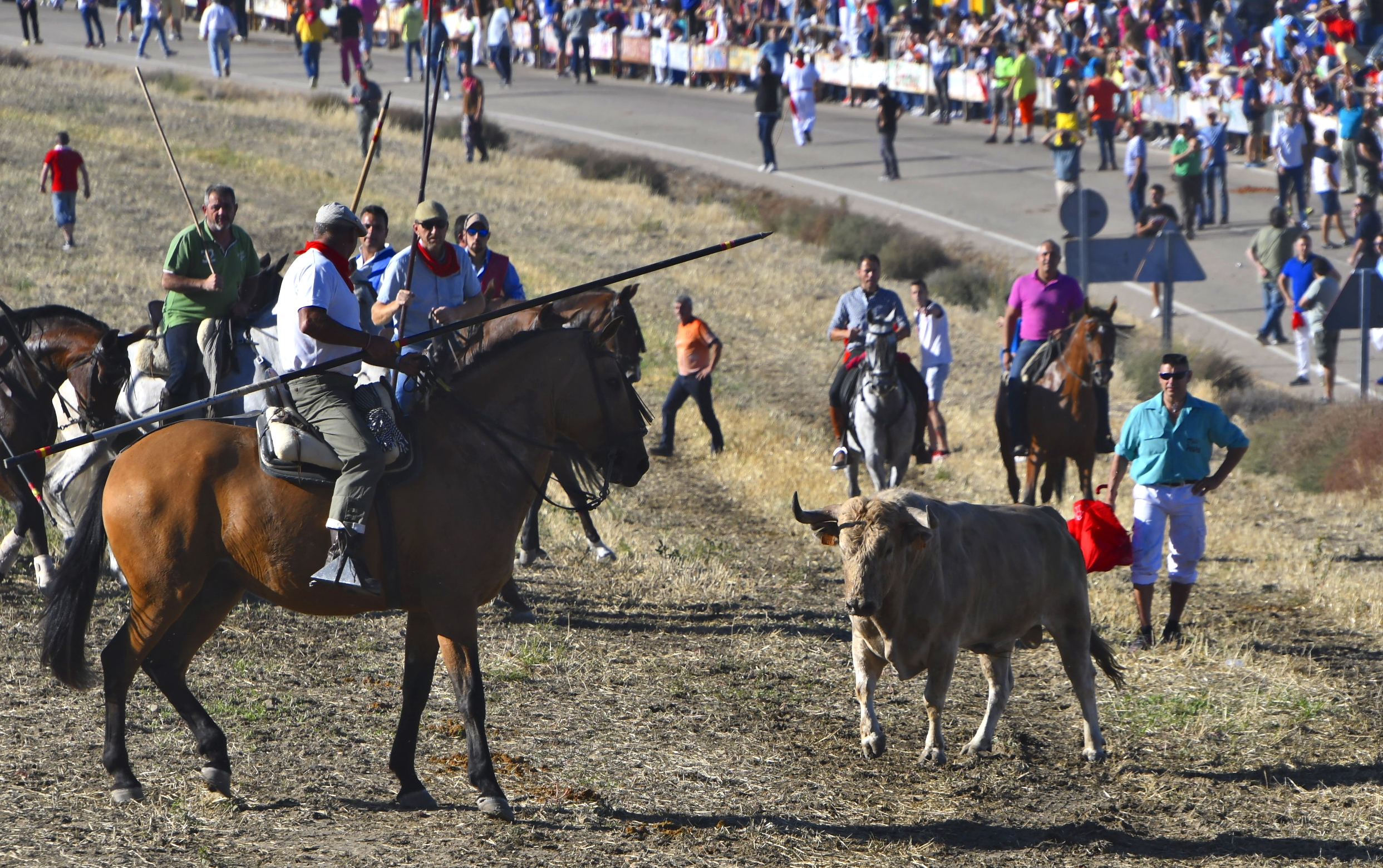 Caballo corneado en Olmedo