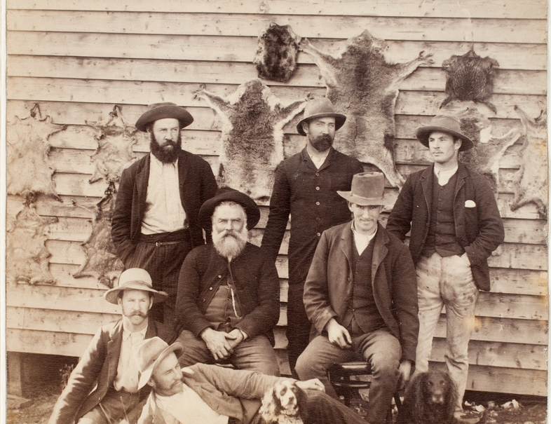 Cómo los europeos llevaron a los koalas al borde de la extinción