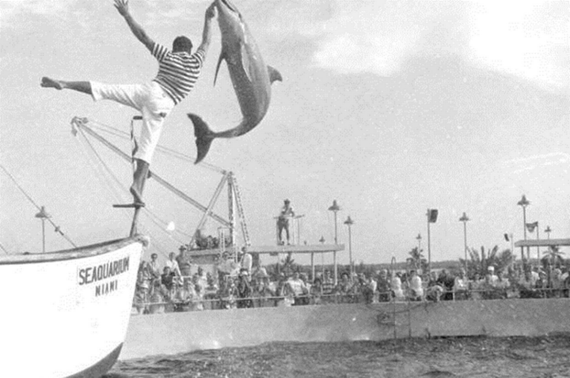 Miami Seaquarium: una historia de casi 70 años de un negocio a costa de los animales